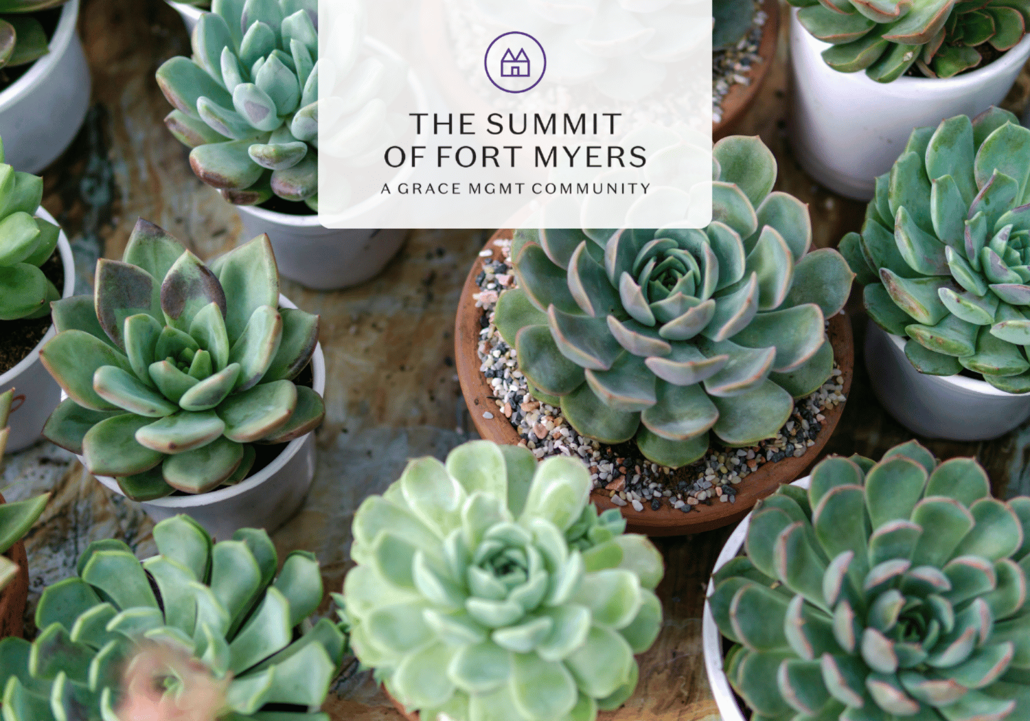 Succulent plants in pots with a translucent banner reading The Summit of Fort Myers, A Grace MGMT Community.